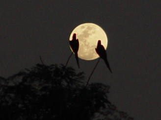 Night Birdwatching Amazon Jungle