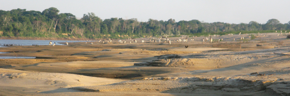 Wild birds on the beach