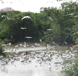 wetland birds