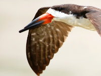 Birdwatching Bolivia