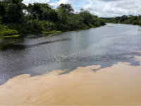 River dolphins feeding area - Ibare mamore river